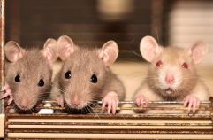 Des rats ? Vite ! Une entreprise de lutte anti-parasitaire !