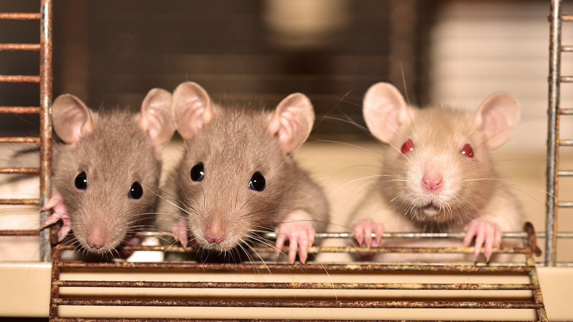 Des rats ? Vite ! Une entreprise de lutte anti-parasitaire !